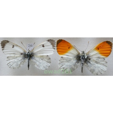 Anthocharis cardamines (Linnaeus, 1758) pair Czech24i